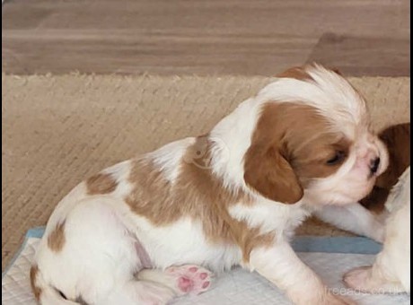 cavalier king charles spaniel puppies.jpg